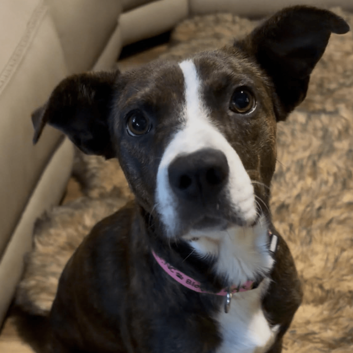 Angel Tree: Bambi - Modern Companion