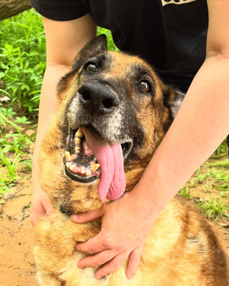 Angel Tree: Barefoot Contessa - Modern Companion