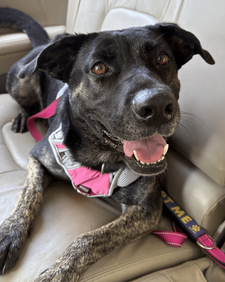 Angel Tree: Bluebell - Modern Companion