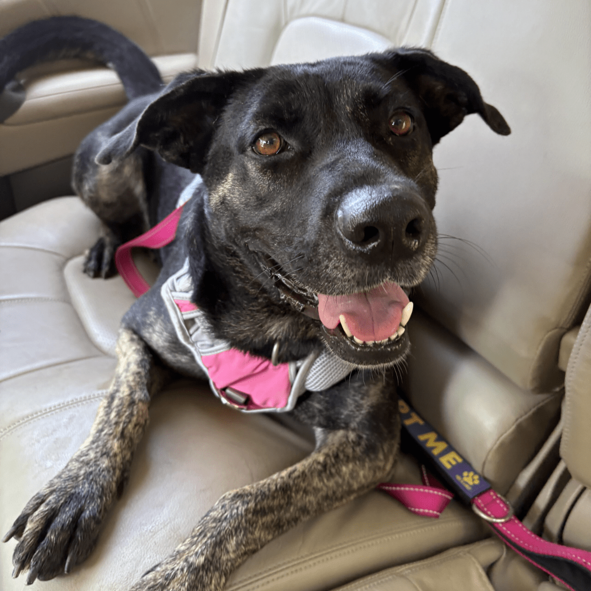 Angel Tree: Bluebell - Modern Companion