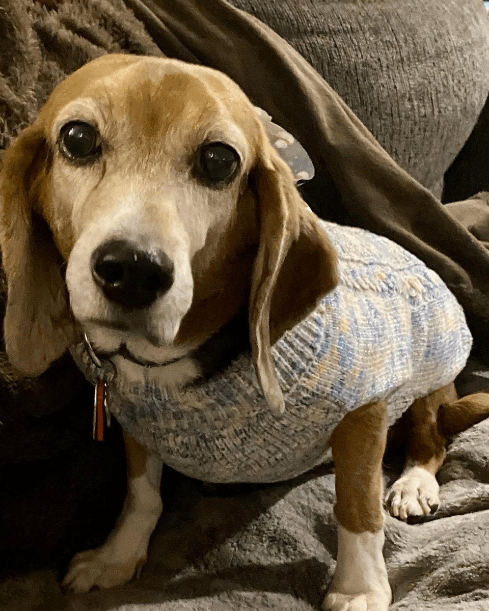 Angel Tree: Bonnie - Modern Companion