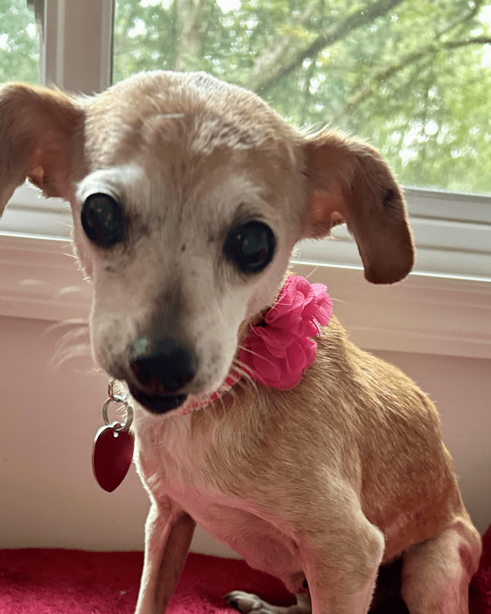 Angel Tree: Dottie - Modern Companion