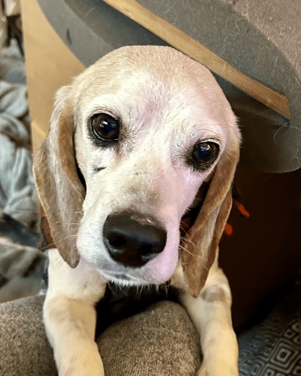 Angel Tree: Duke - Modern Companion