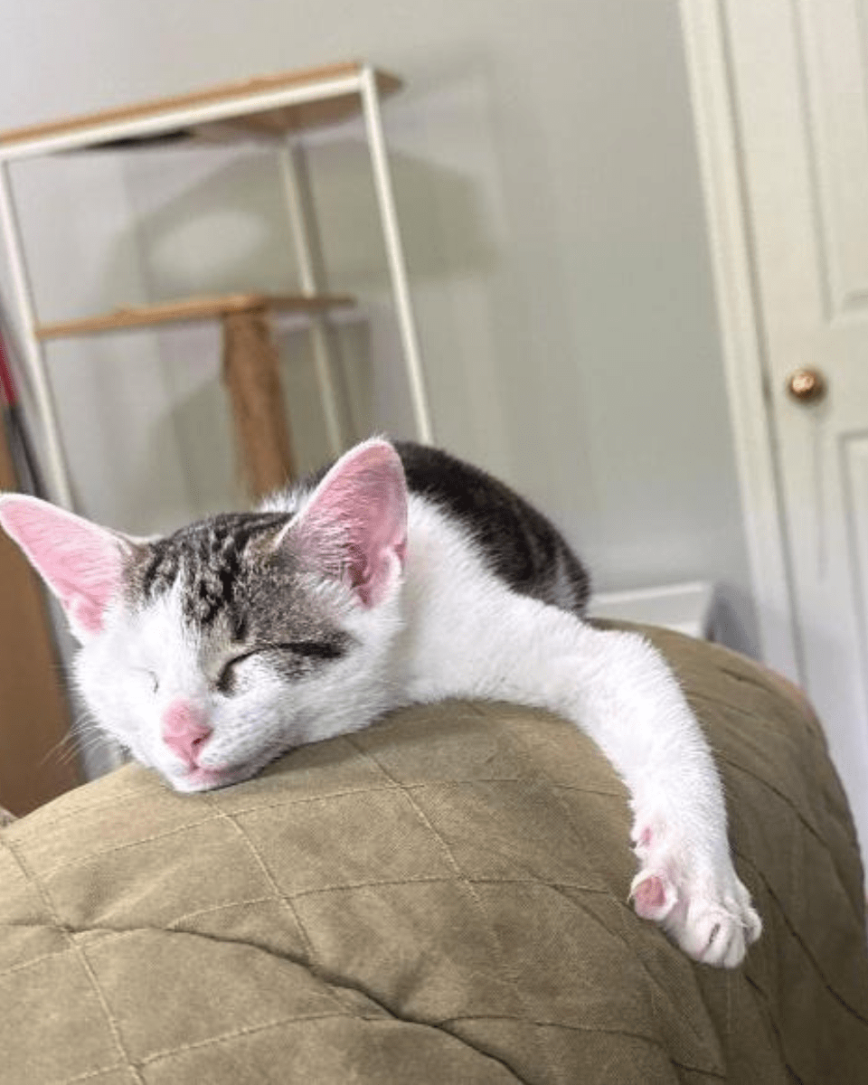 Angel Tree: Echo - Modern Companion