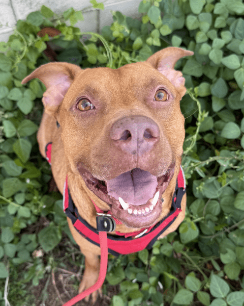 Angel Tree: Good Luck Chuck - Modern Companion