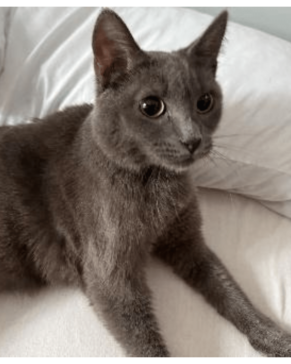 Angel Tree: Grumpy - Modern Companion