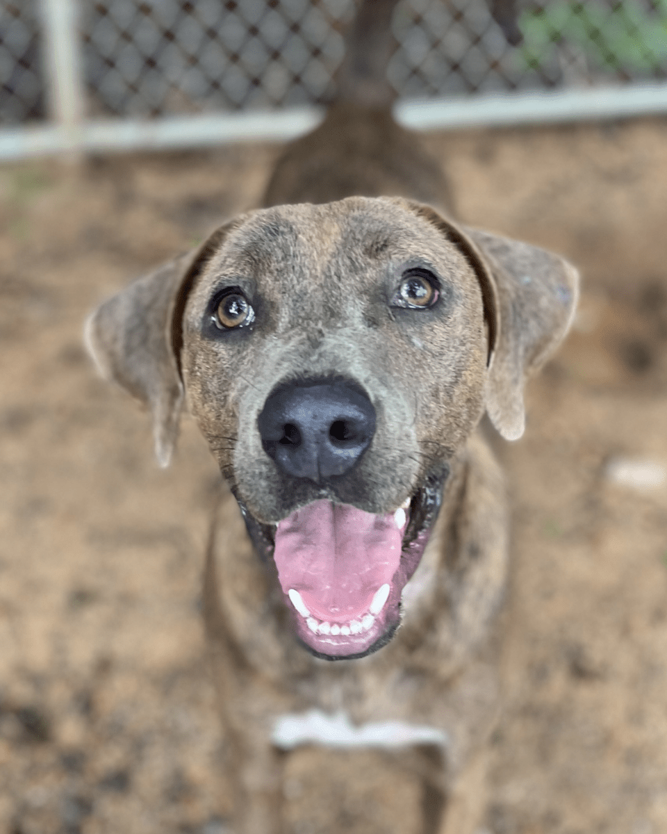 Angel Tree: Sandwich - Modern Companion