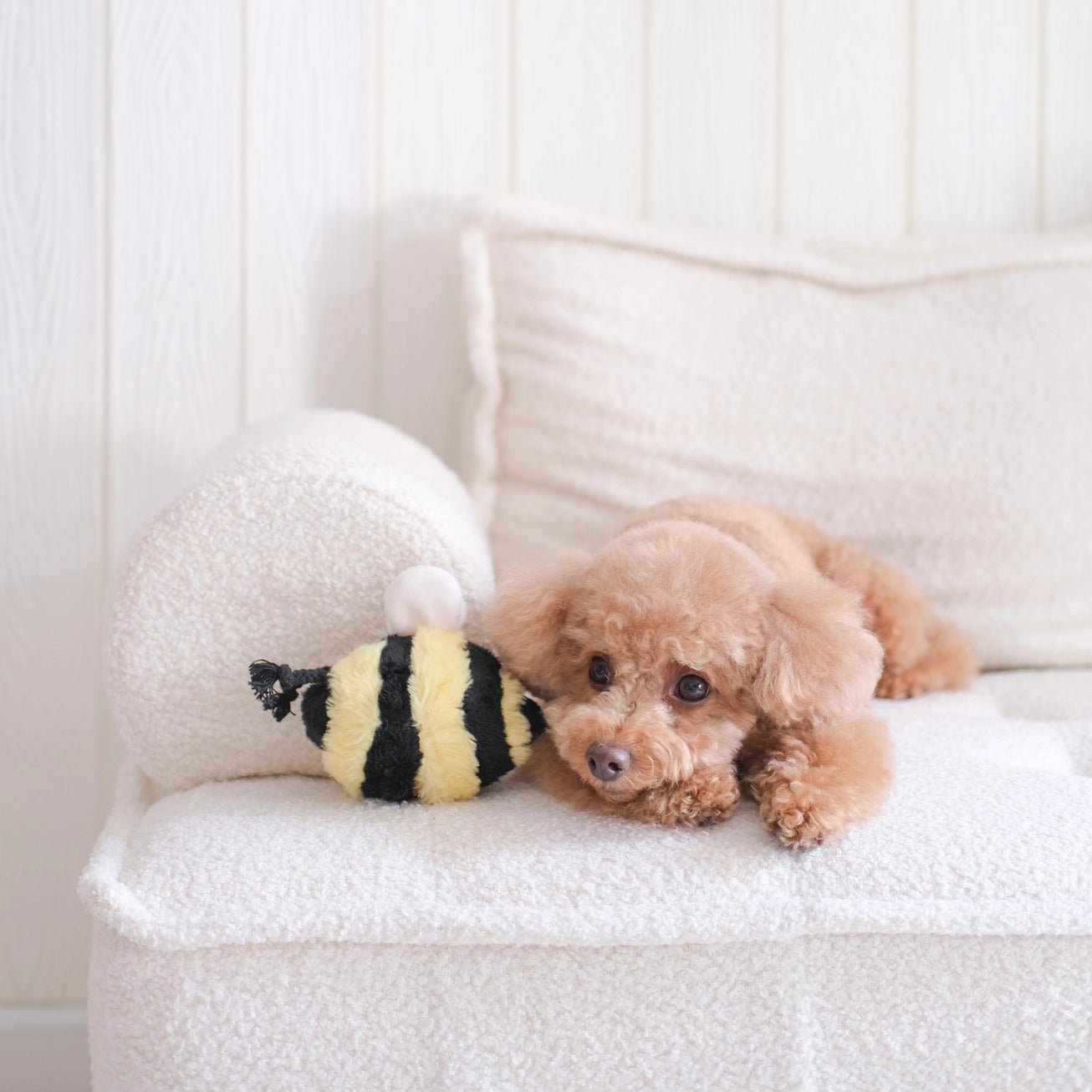 Bee Pop Toy - Modern Companion