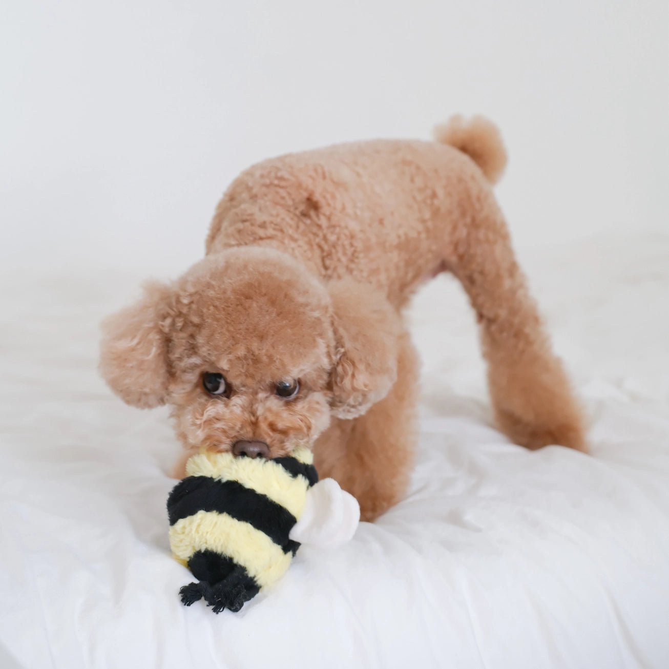 Bee Pop Toy - Modern Companion