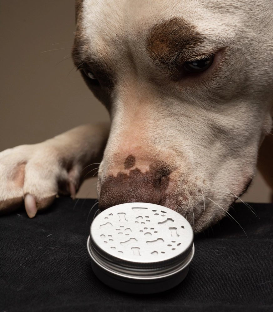 Beginners Pet Scent Work Kit - Modern Companion