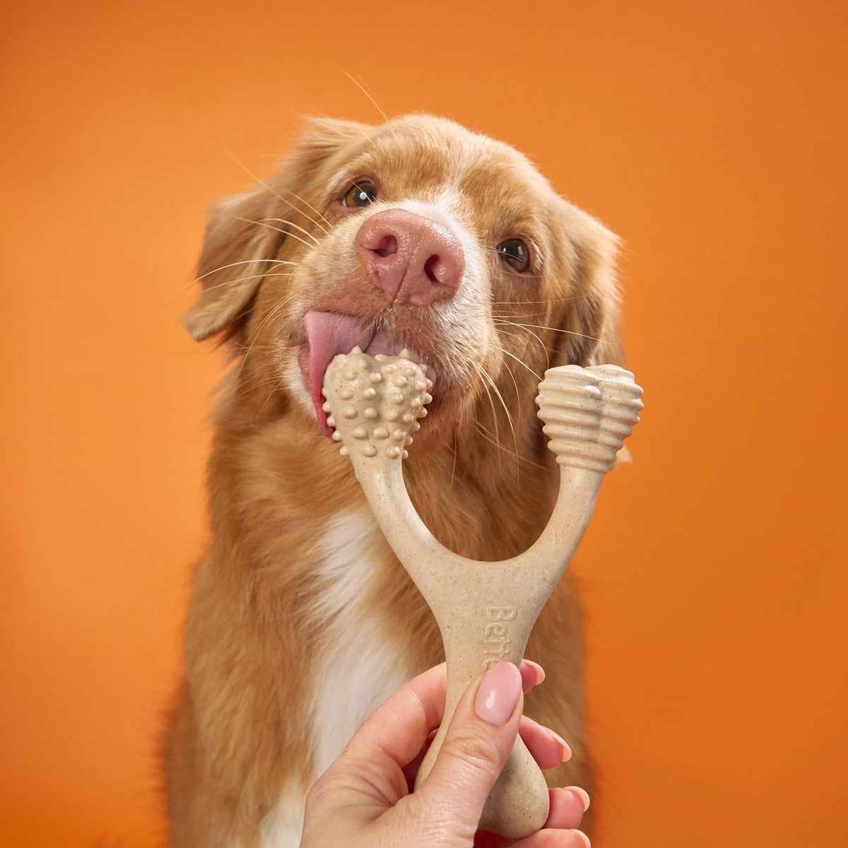 BetterBone Chew Toy  Modern Companion