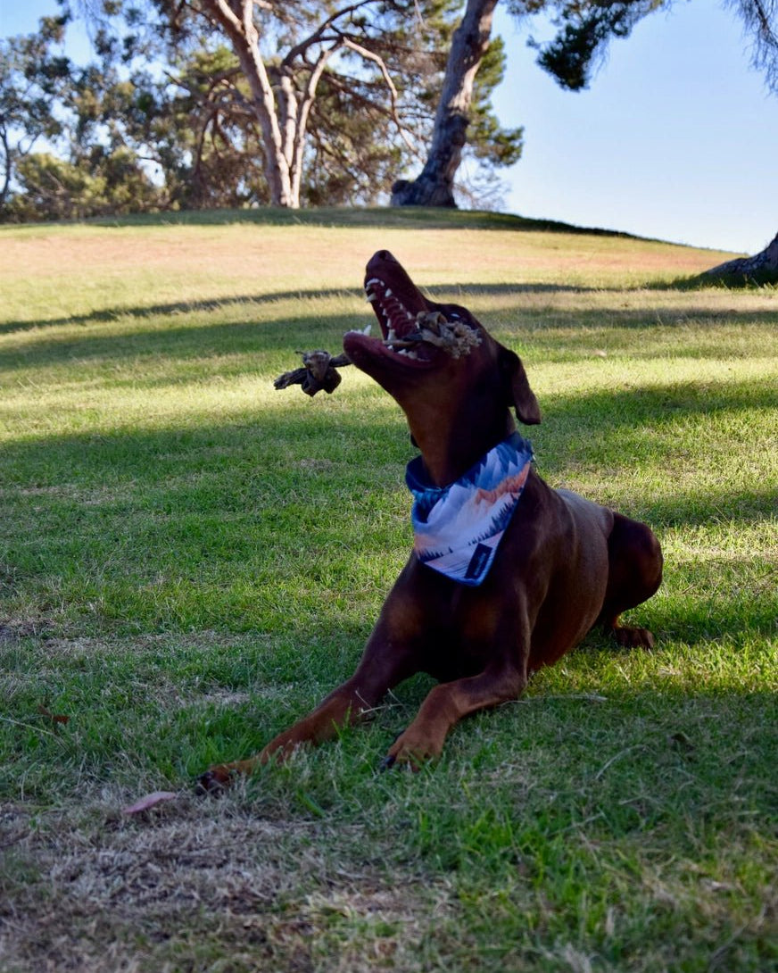 Braided Lamb Collagen Knot Chews - Modern Companion