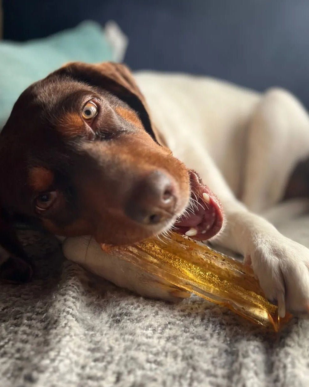 Collagen Pork Parsley Chew - Modern Companion