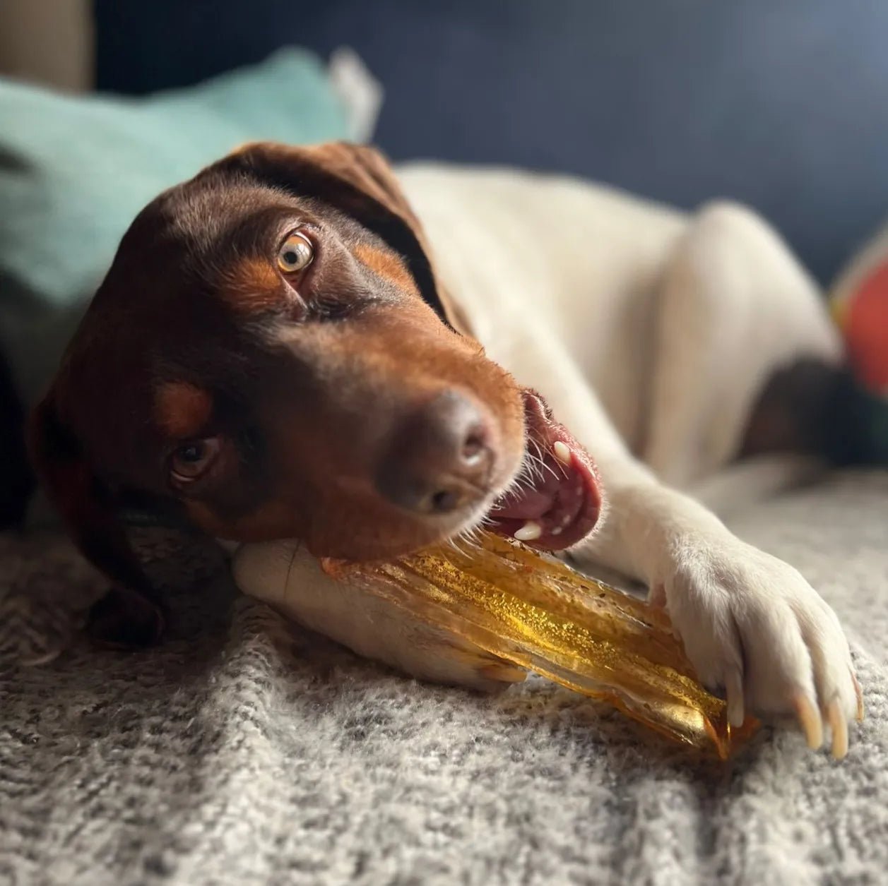 Collagen Pork Parsley Chew - Modern Companion