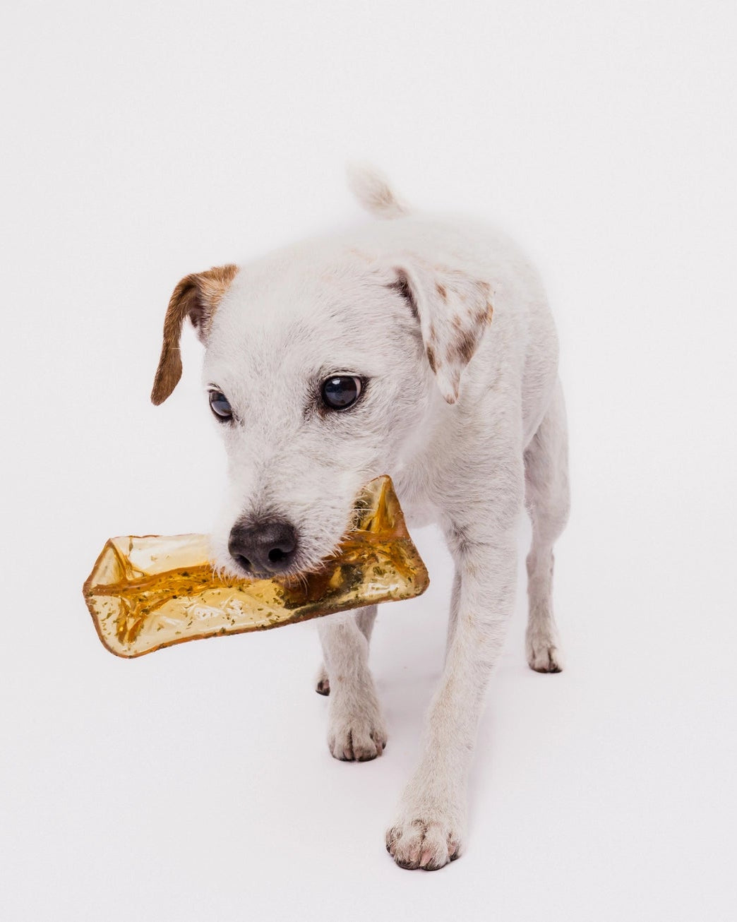 Collagen Pork Parsley Chew - Modern Companion