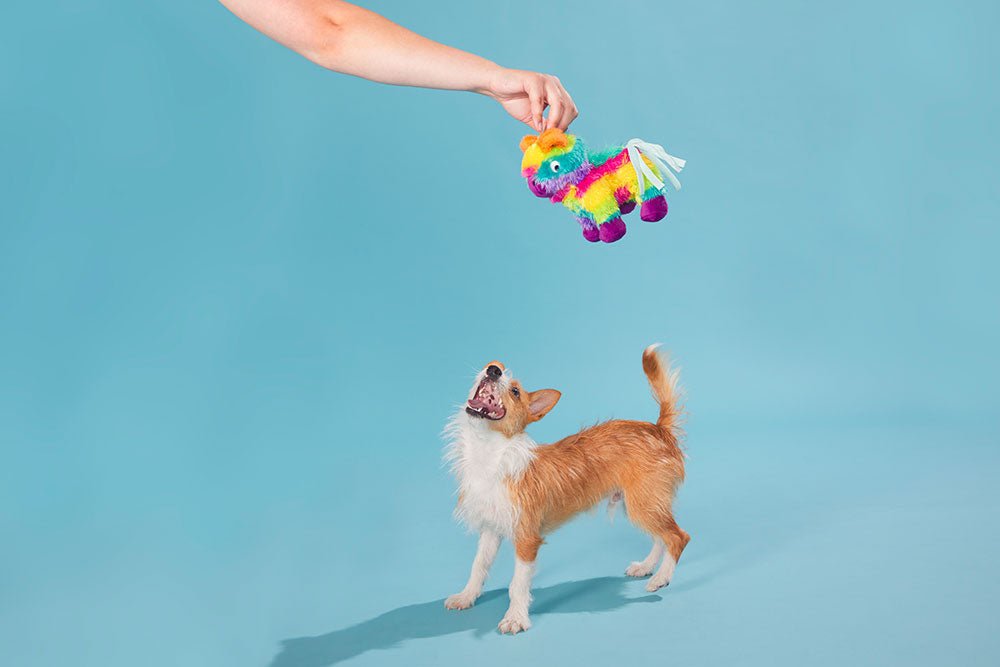 Full O' Fluff Pinata - Modern Companion