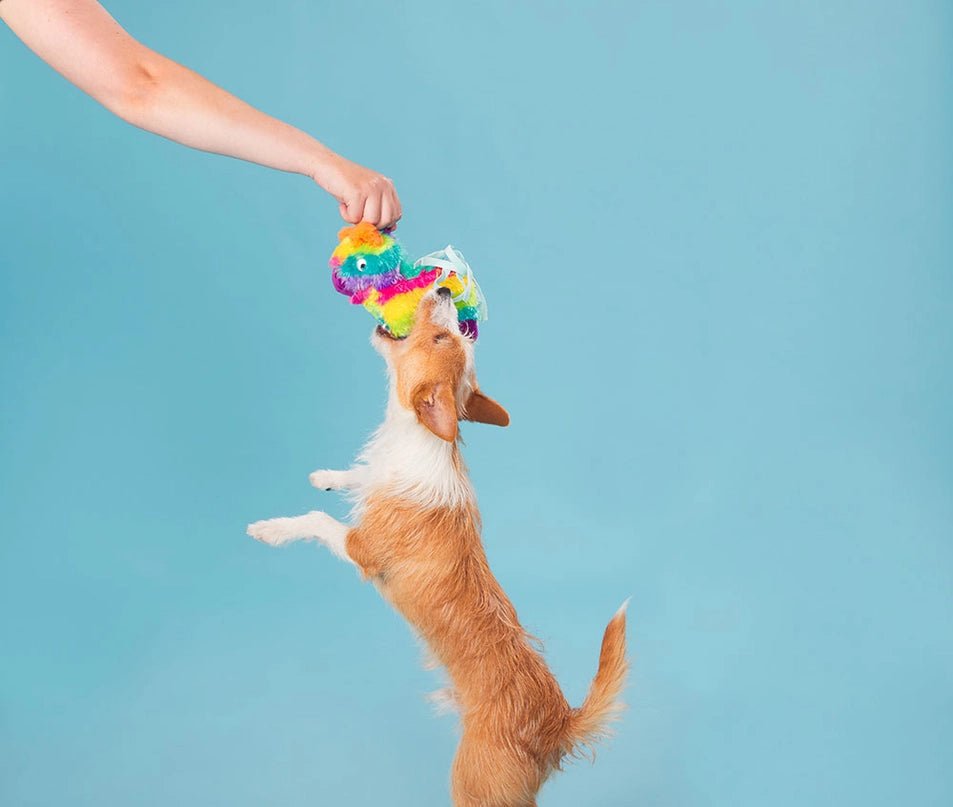 Full O' Fluff Pinata - Modern Companion