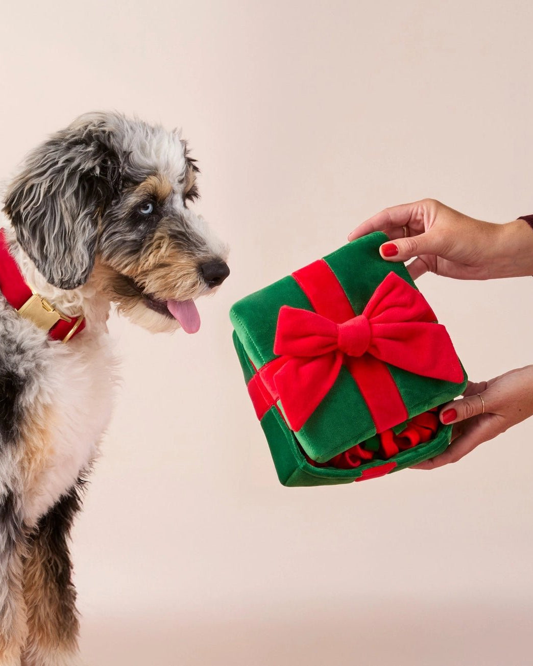 Holiday Present Interactive Snuffle Toy - Modern Companion