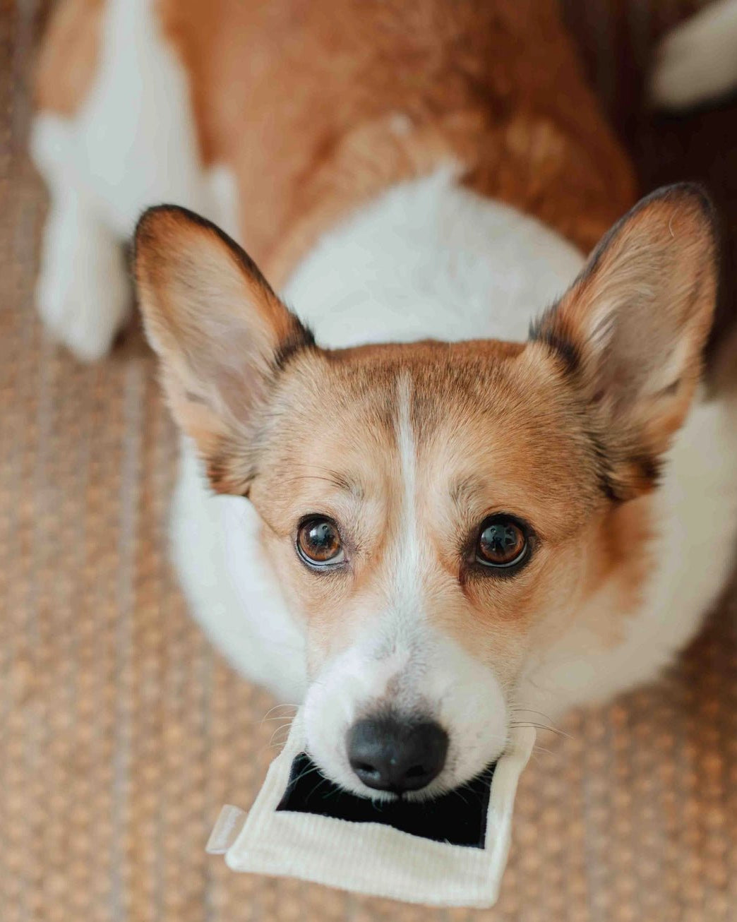 Instant Camera Enrichment Toy - Modern Companion