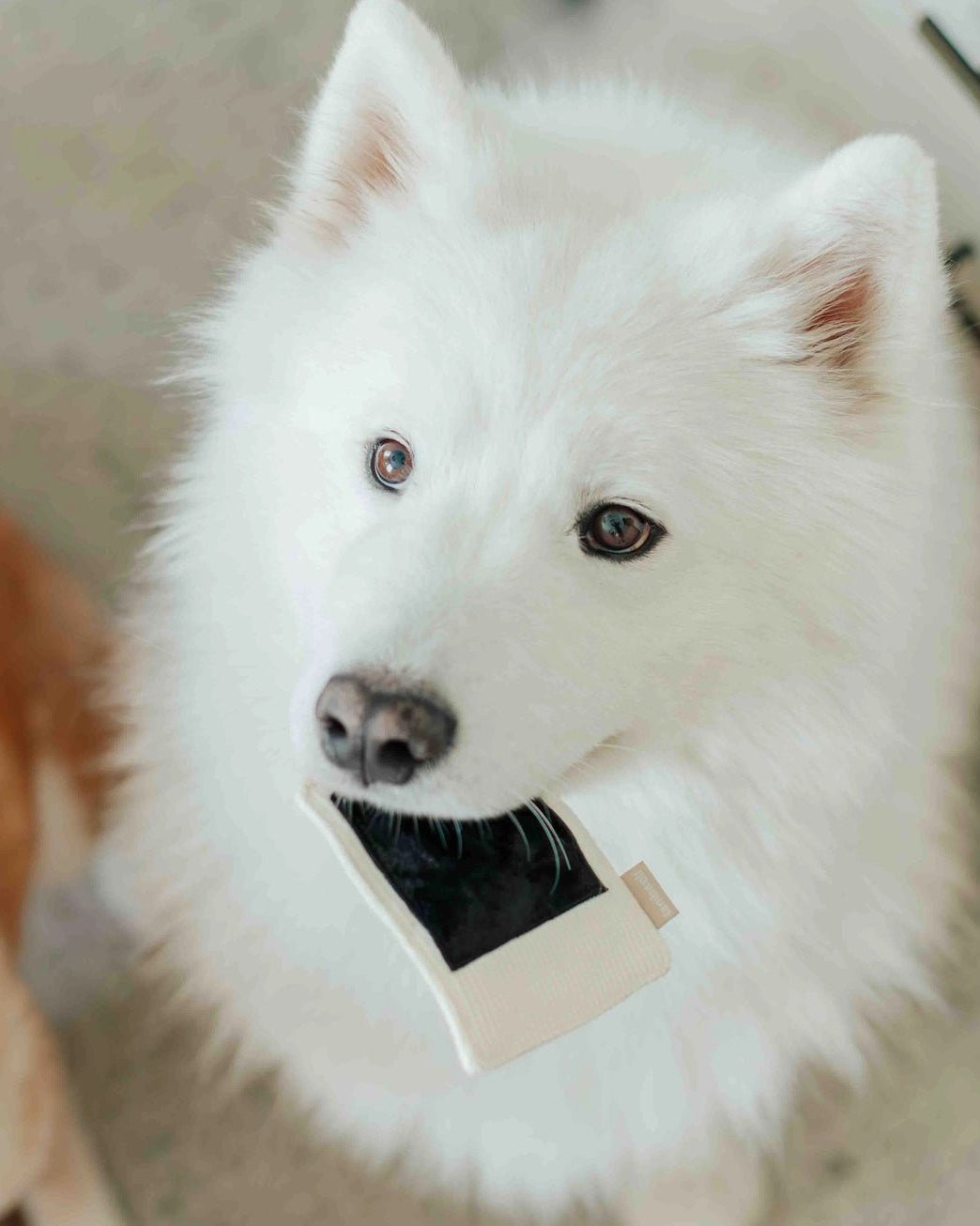 Instant Camera Enrichment Toy - Modern Companion