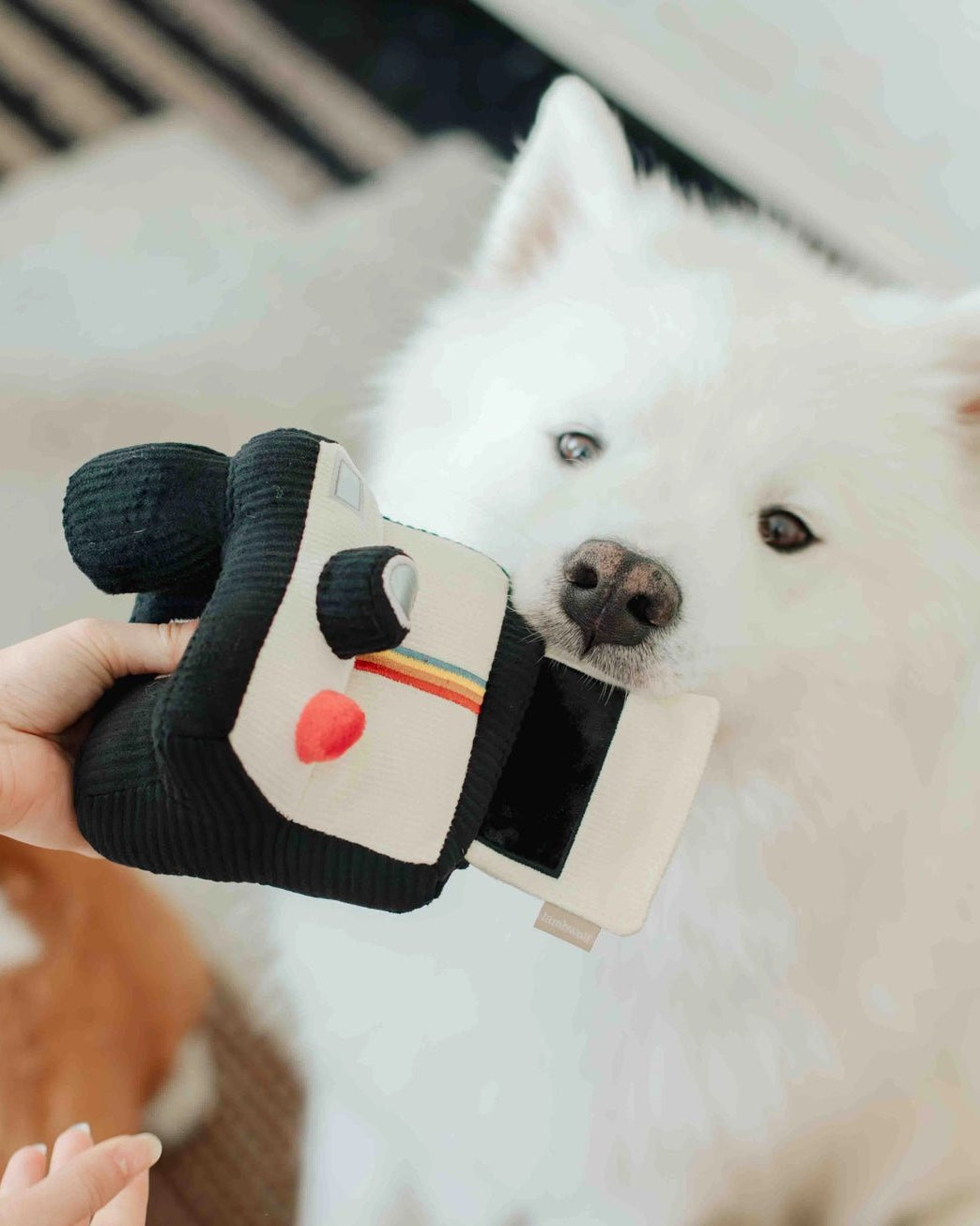 Instant Camera Enrichment Toy - Modern Companion