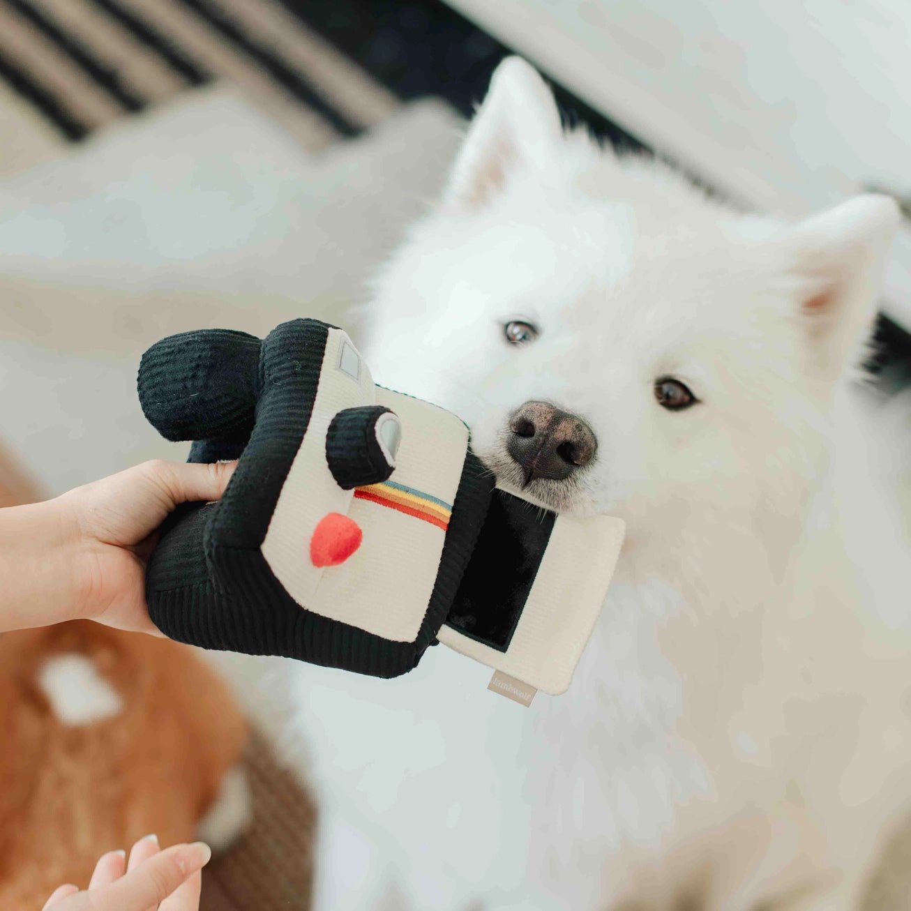 Instant Camera Enrichment Toy - Modern Companion