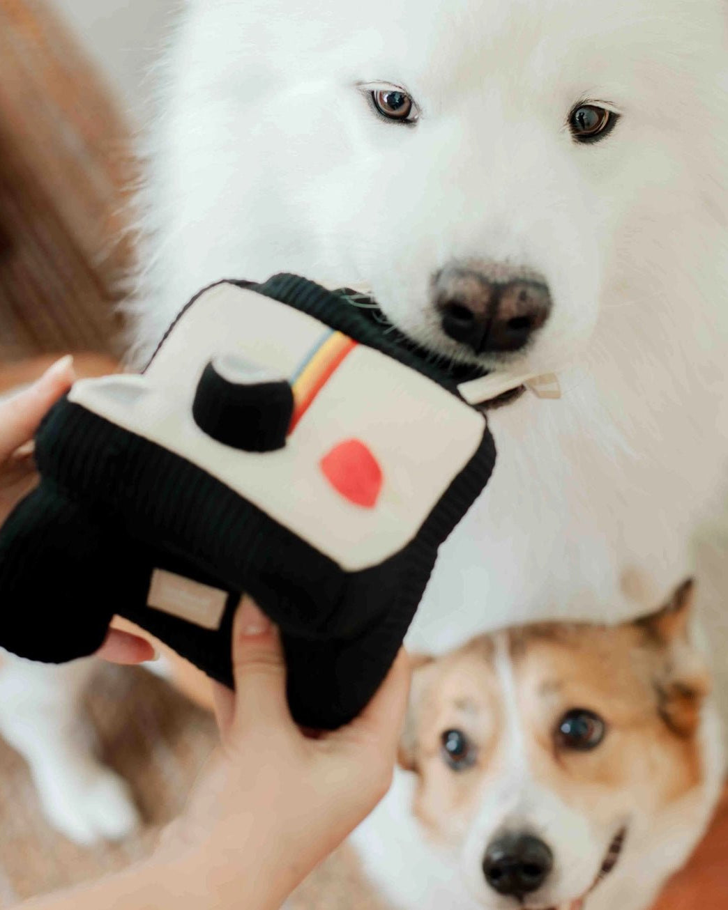 Instant Camera Enrichment Toy - Modern Companion