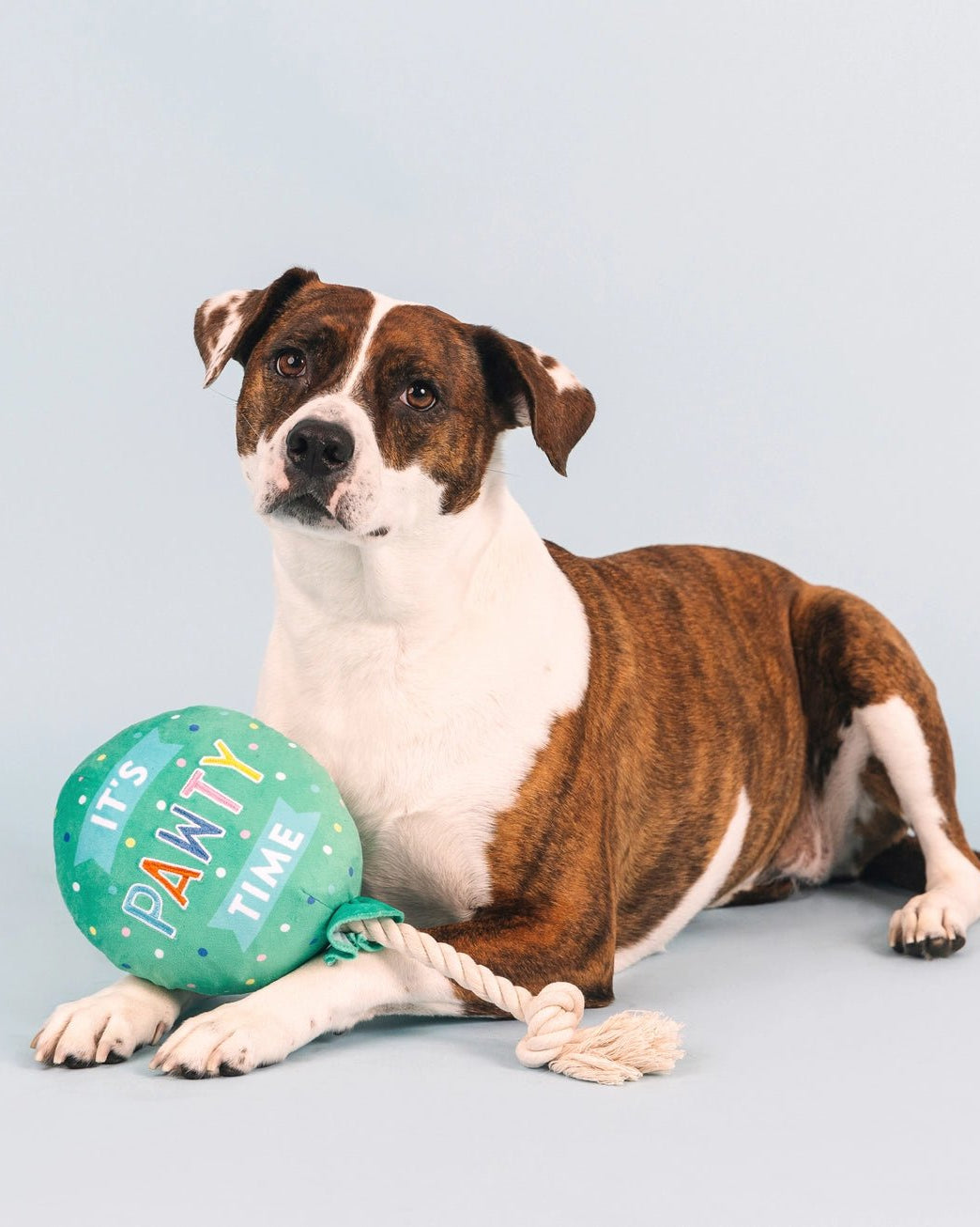 It's Pawty Time Balloon Toy - Modern Companion