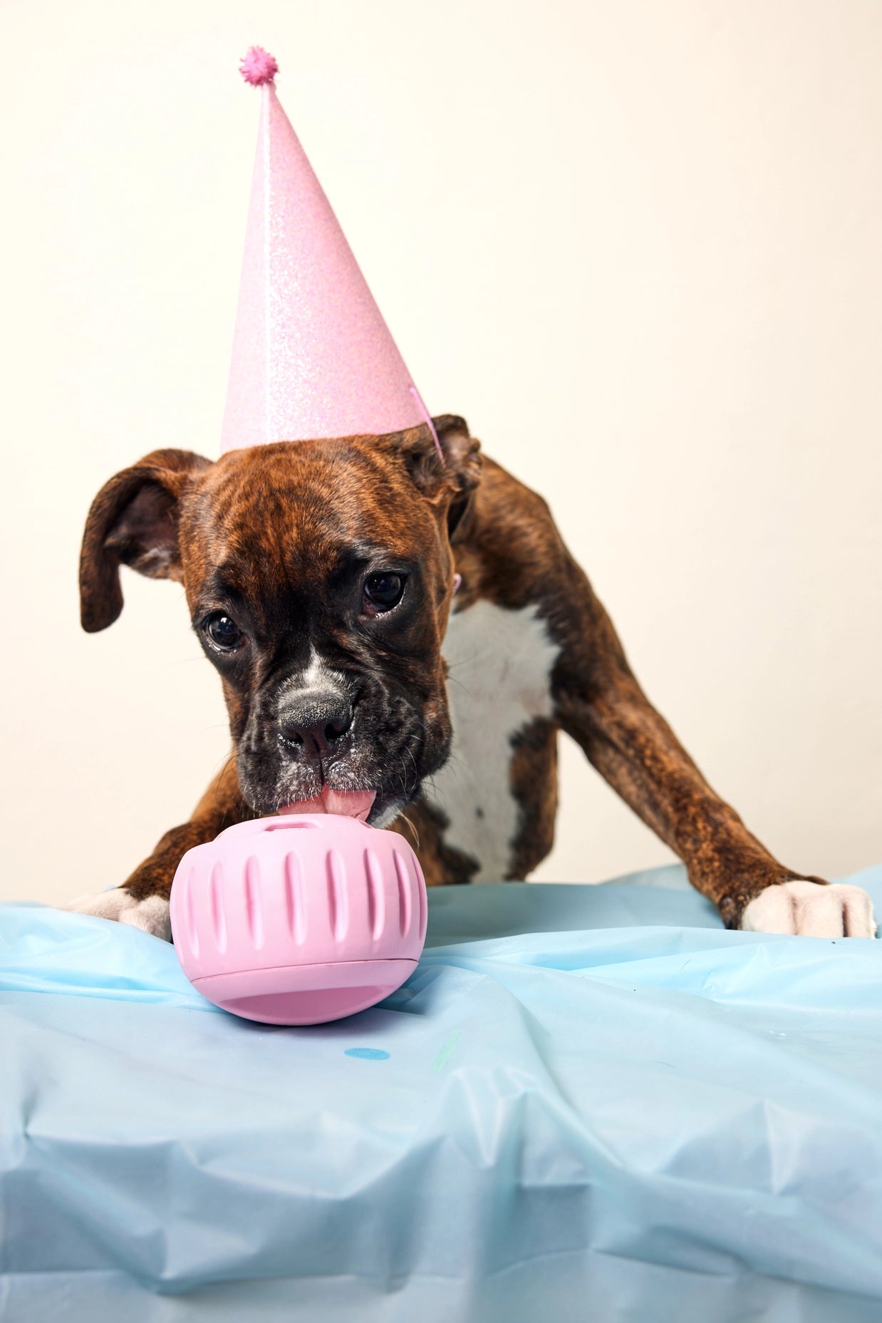 Pink Pupsicle - Modern Companion