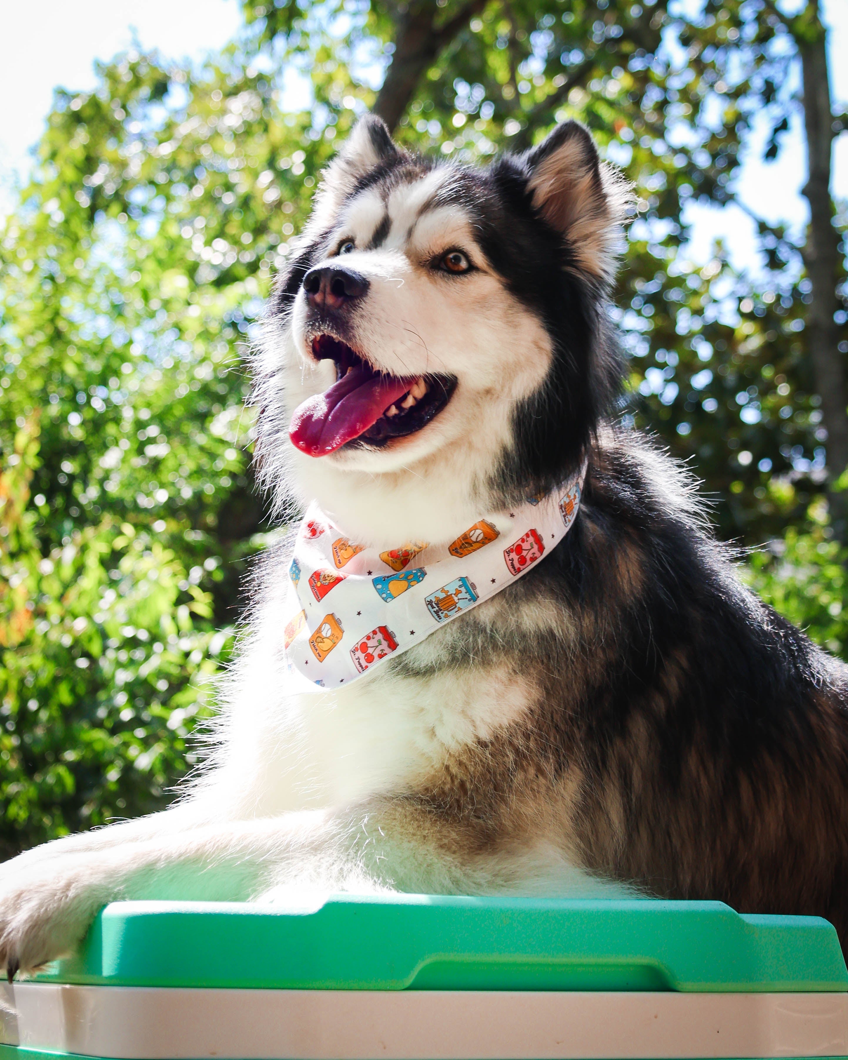 Pup Pop Pet Bandana - Modern Companion