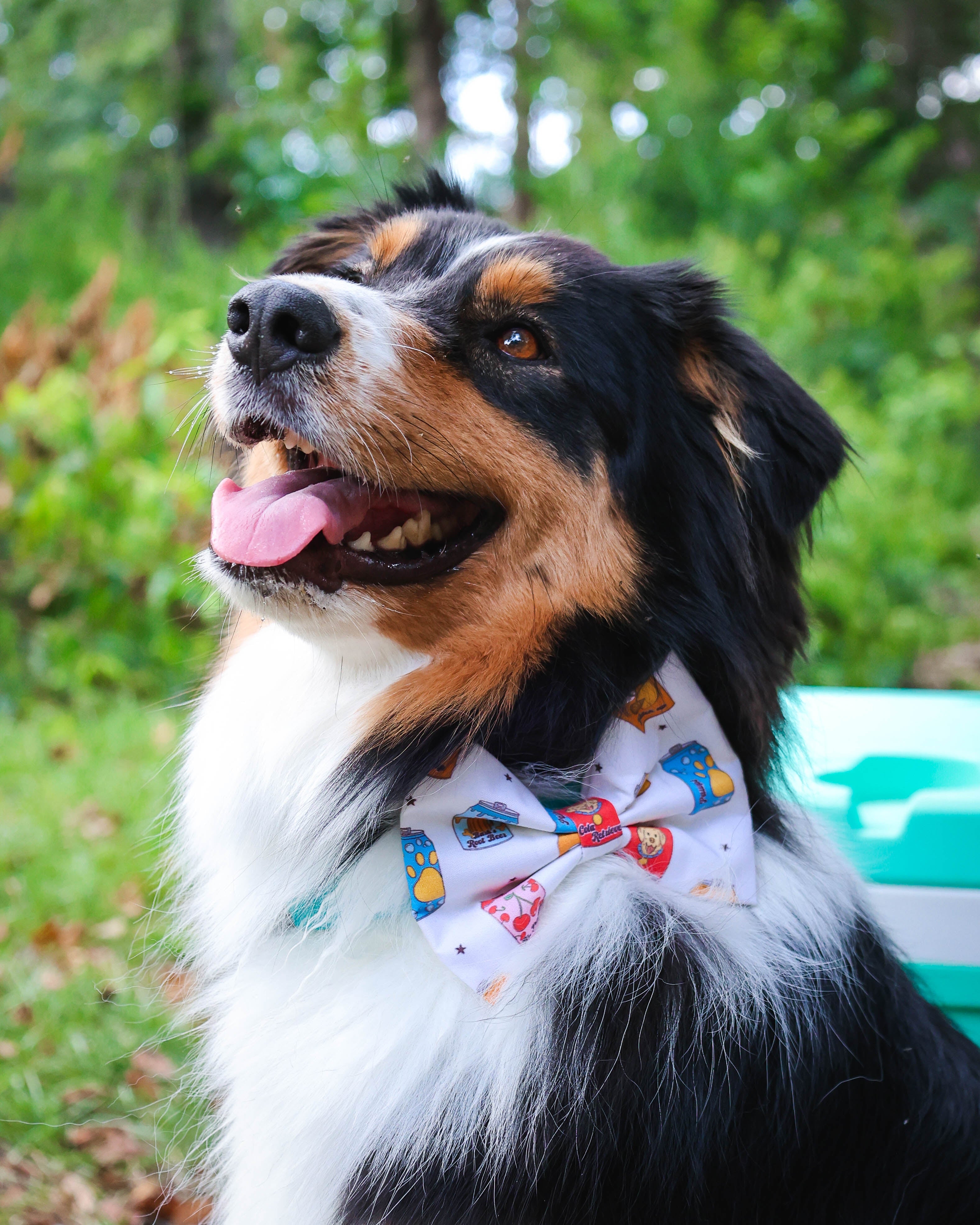 Pup Pop Pet Bowtie - Modern Companion