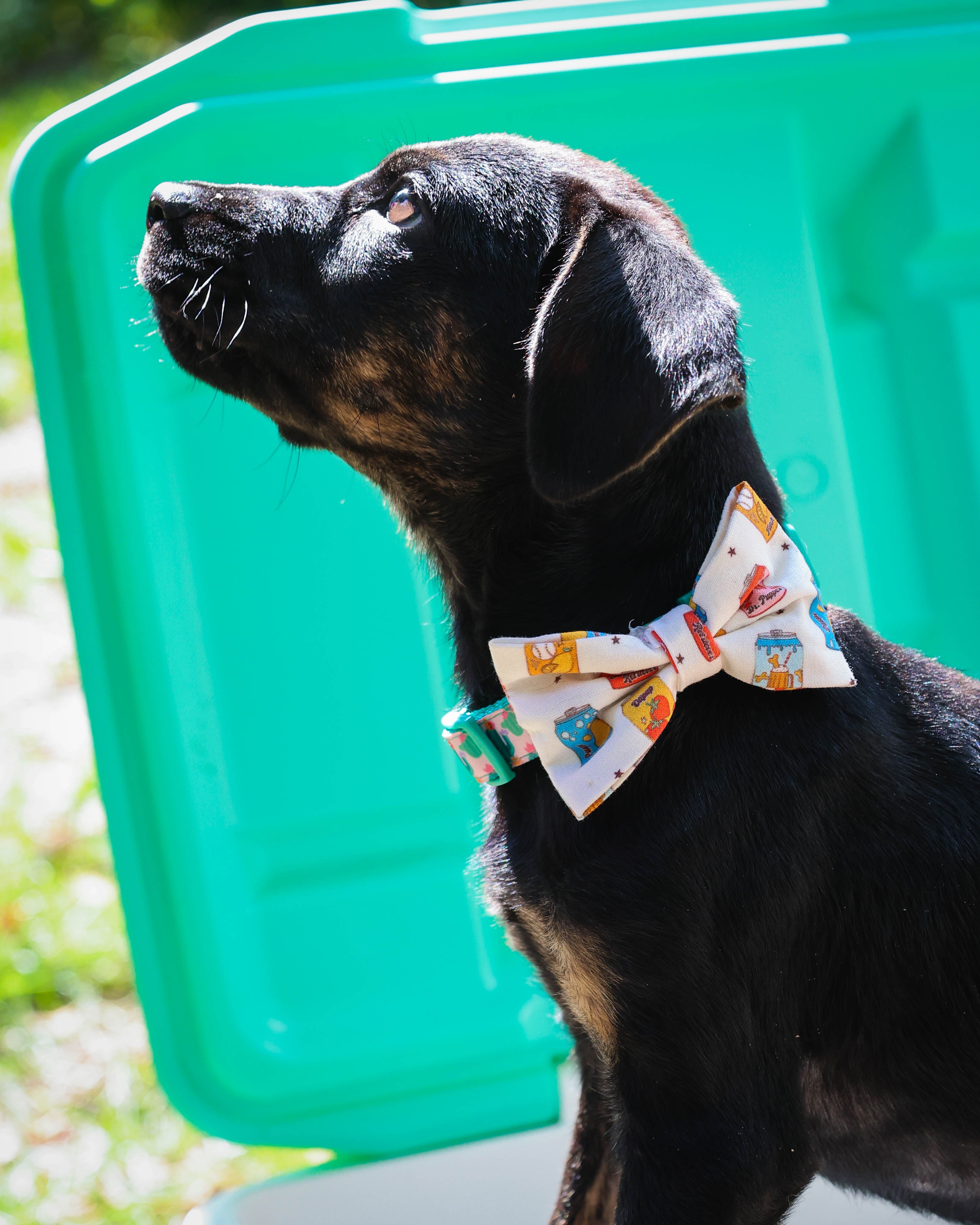 Pup Pop Pet Bowtie - Modern Companion