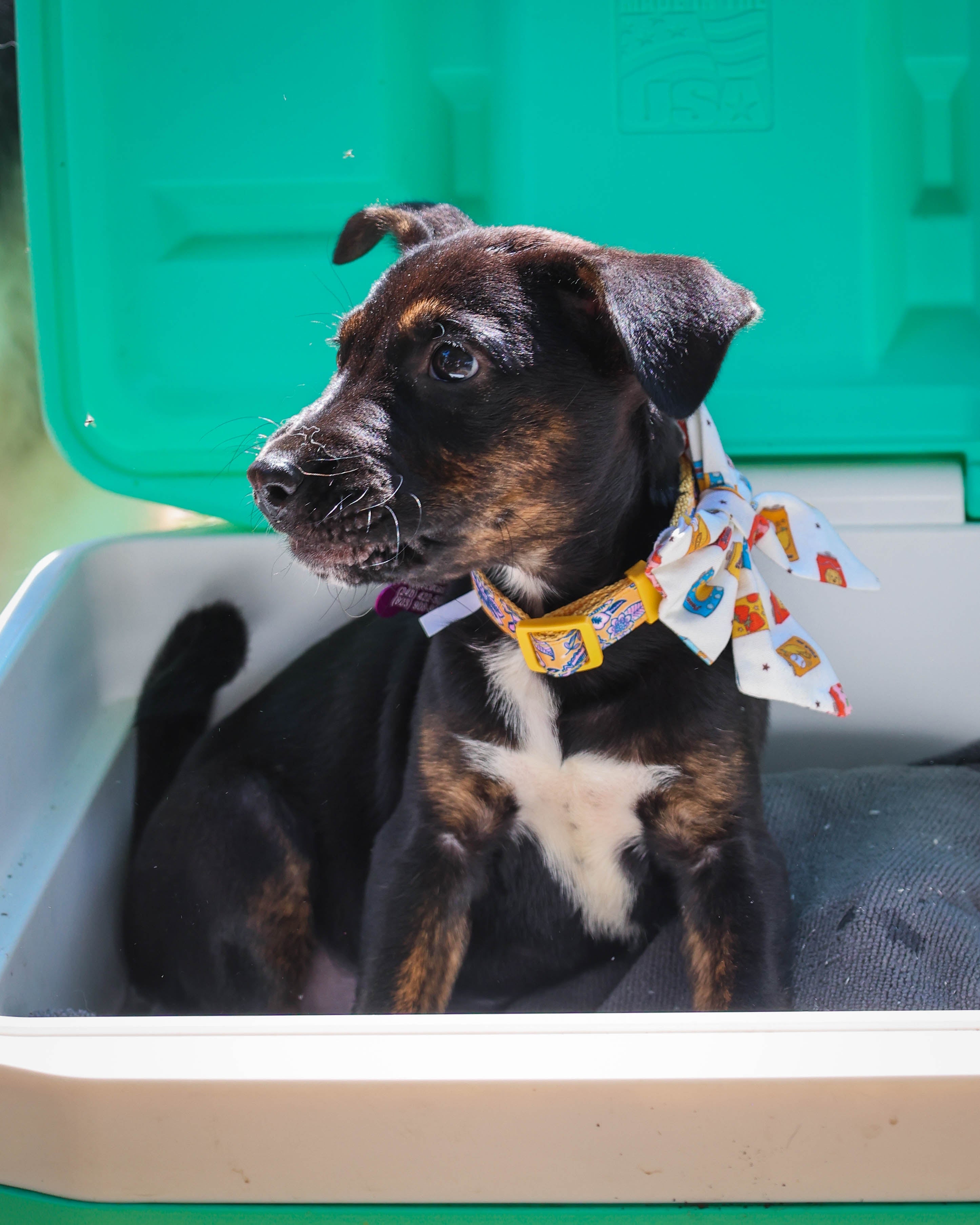 Pup Pop Pet Sailor Bow - Modern Companion