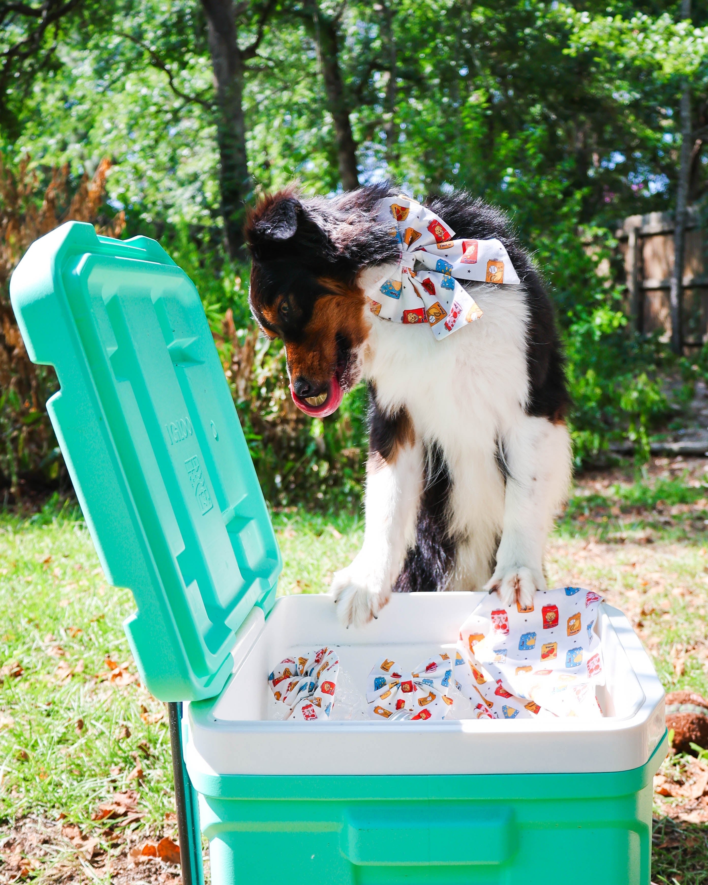 Pup Pop Pet Sailor Bow - Modern Companion