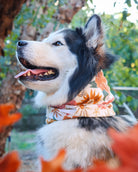 Raven Pet Scarf - Modern Companion