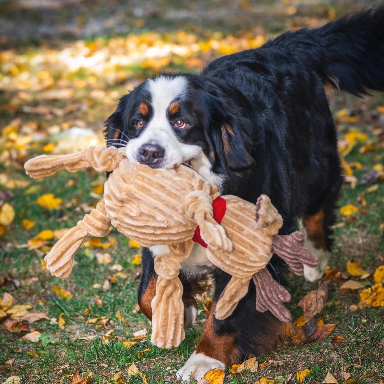 Rudy Reindeer Knottie - Modern Companion