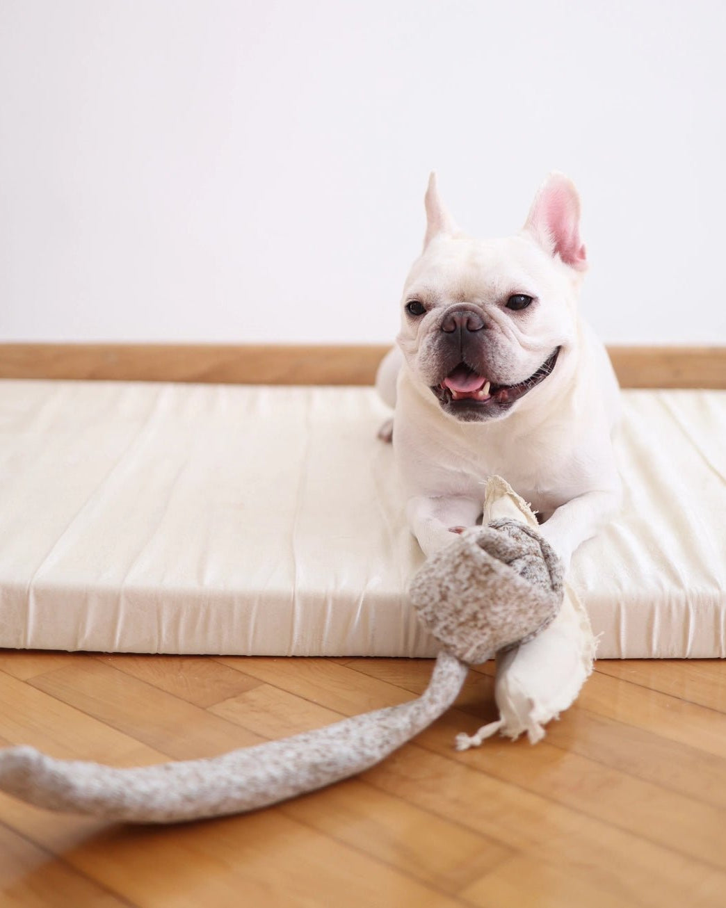 Snail Enrichment Toy - Modern Companion