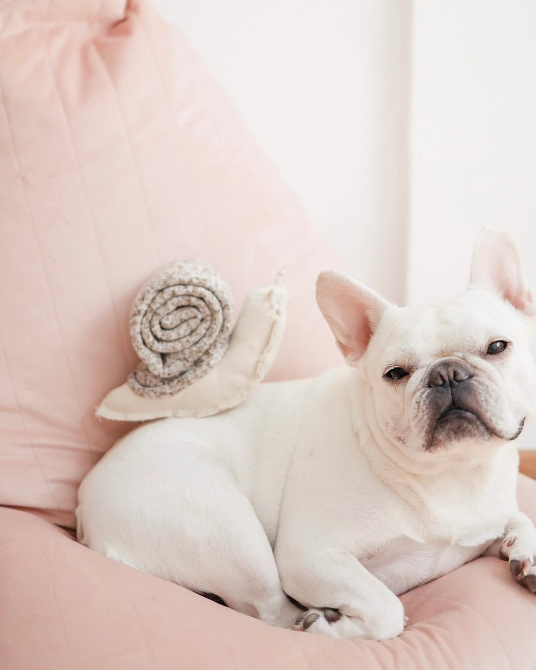 Snail Enrichment Toy - Modern Companion