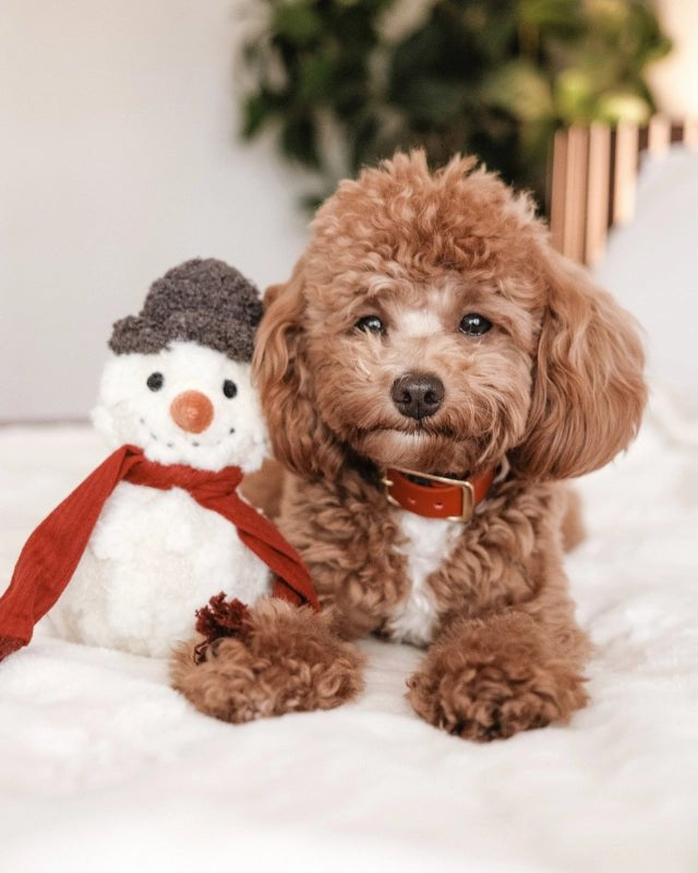 Snowman Enrichment Toy - Modern Companion