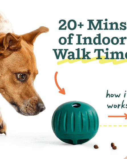 Walkabout Toy - Modern Companion