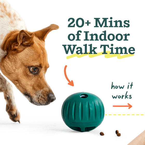 Walkabout Toy - Modern Companion