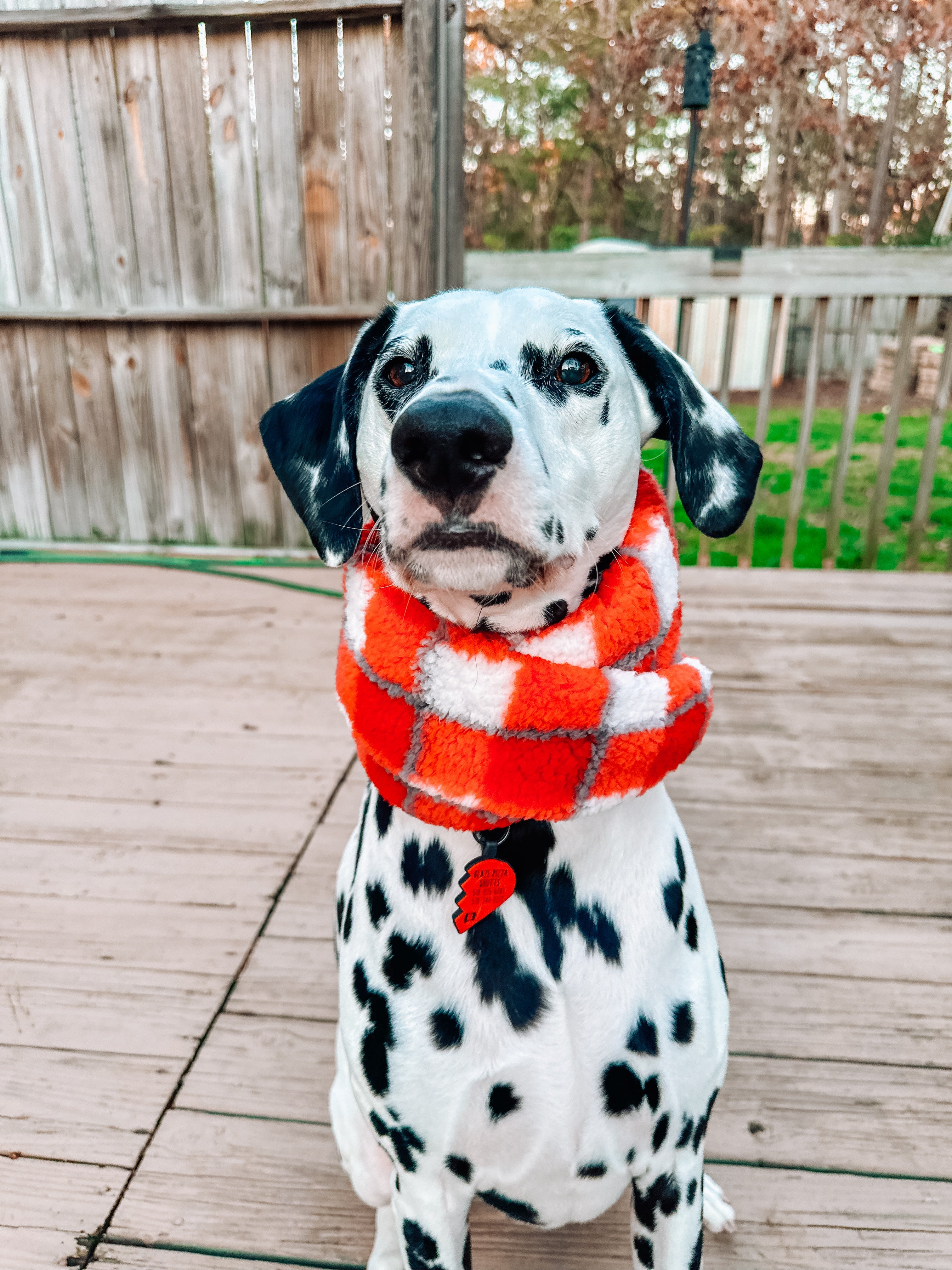 Bear Pet Scarf - Modern Companion