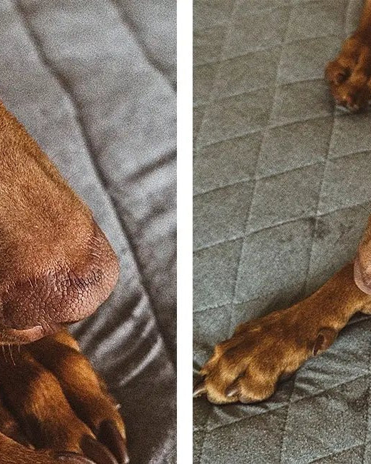 Brain Freeze Toy - Modern Companion