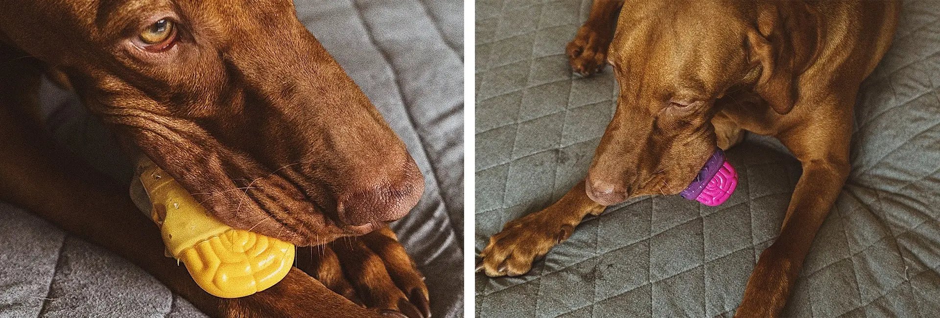 Brain Freeze Toy - Modern Companion