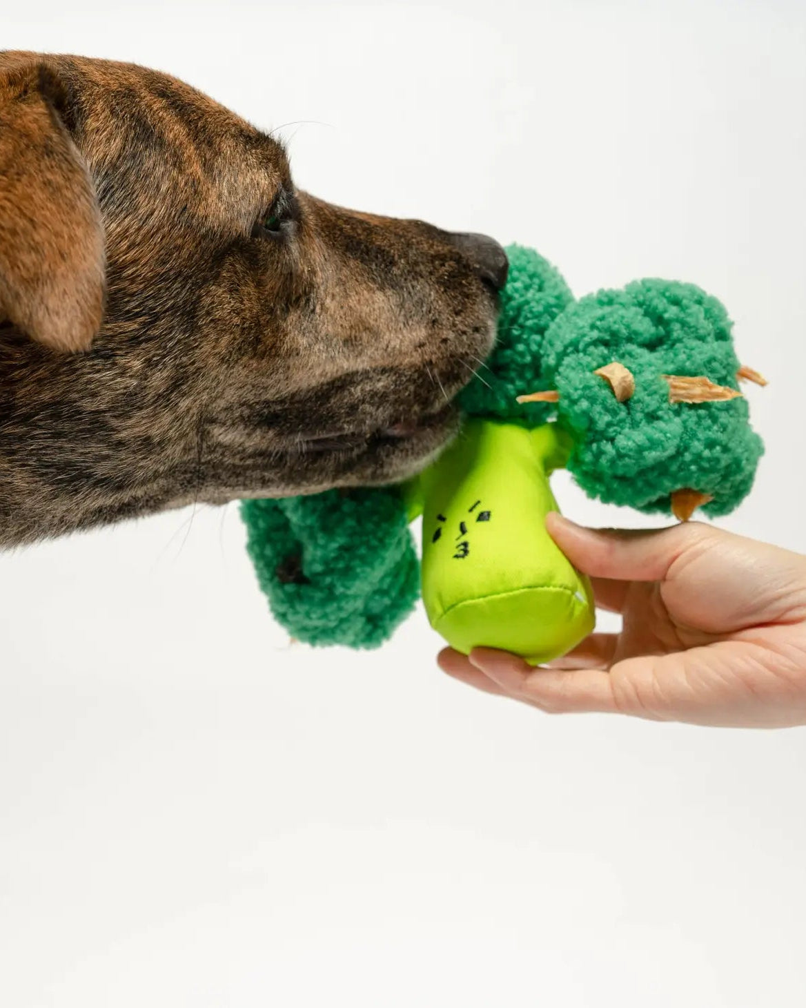 Broccoli Nosework Toy - Modern Companion