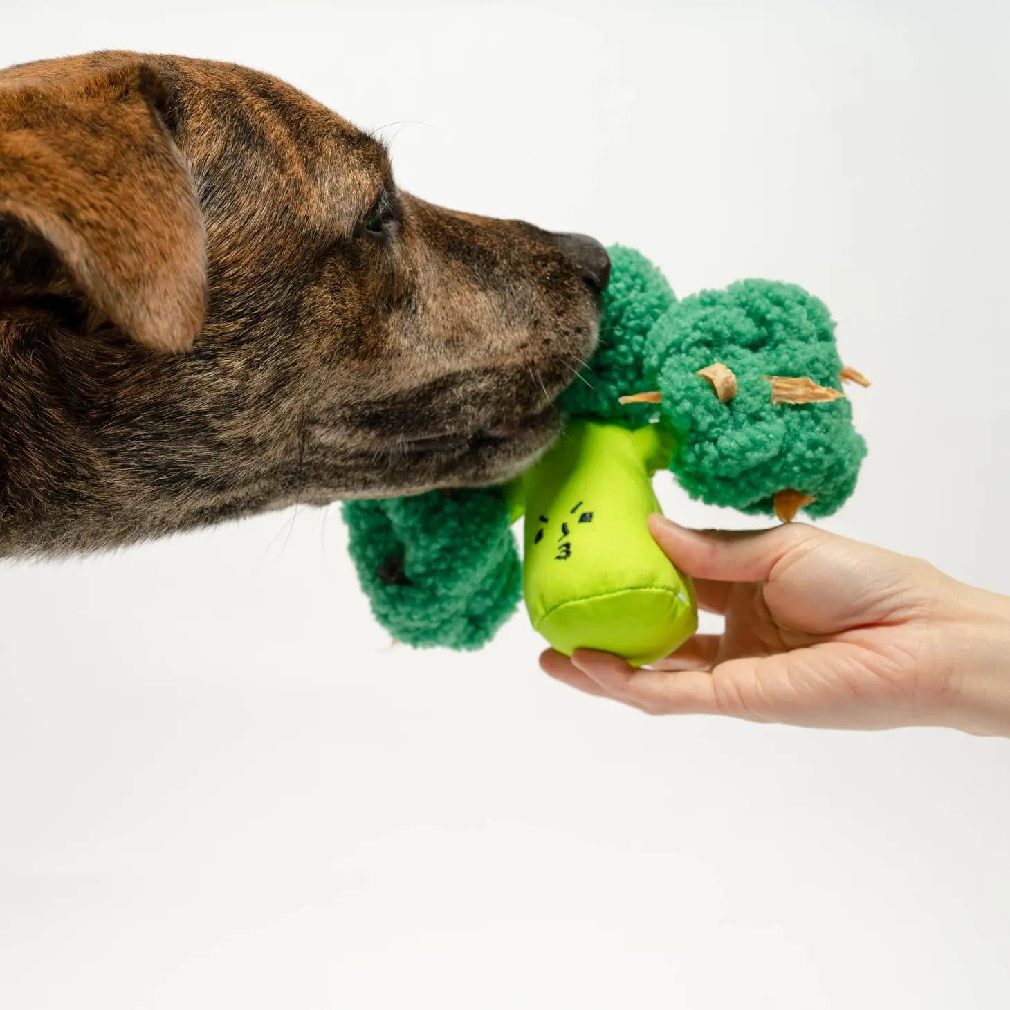Broccoli Nosework Toy - Modern Companion