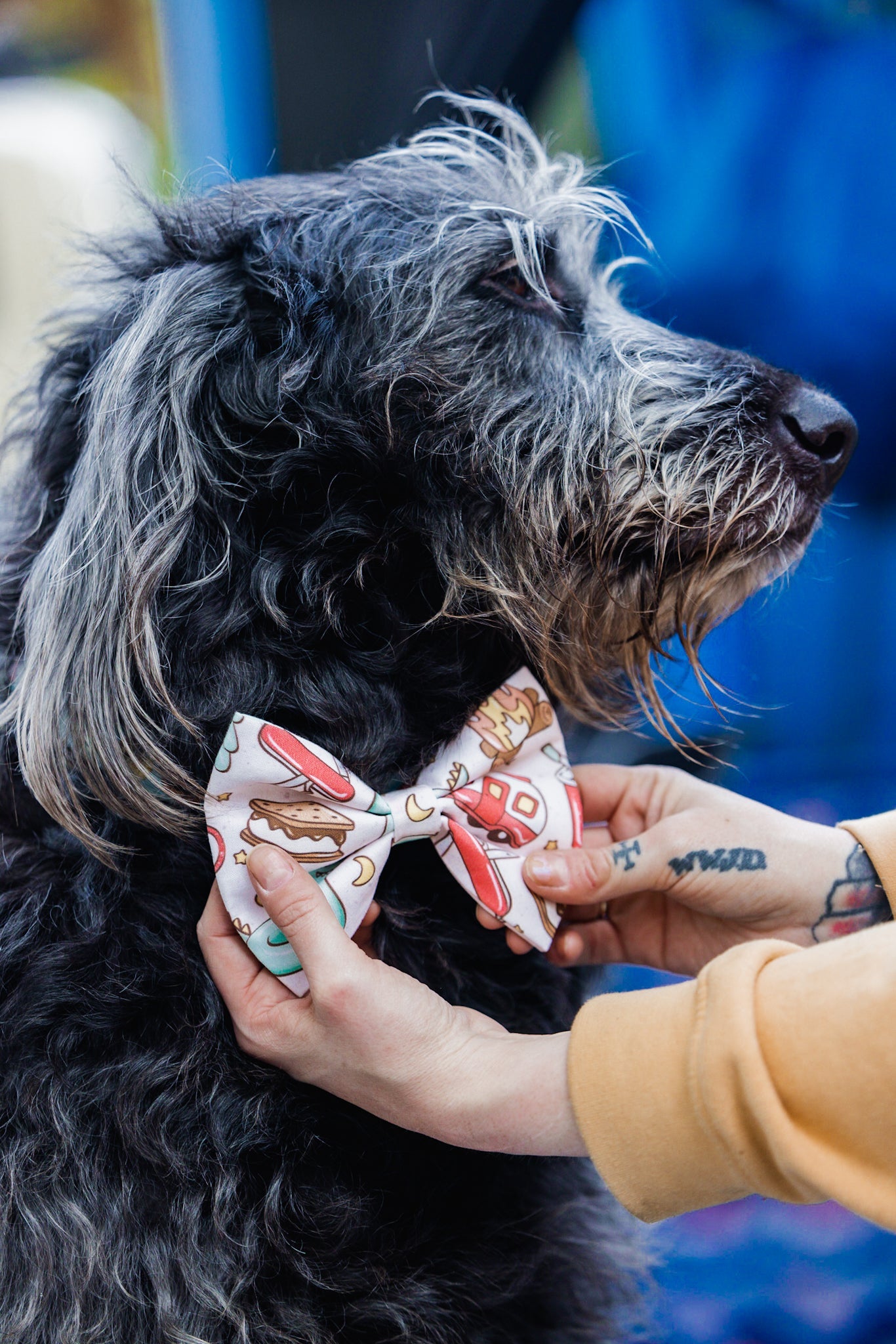 By The Fire Pet Bow Tie - Modern Companion