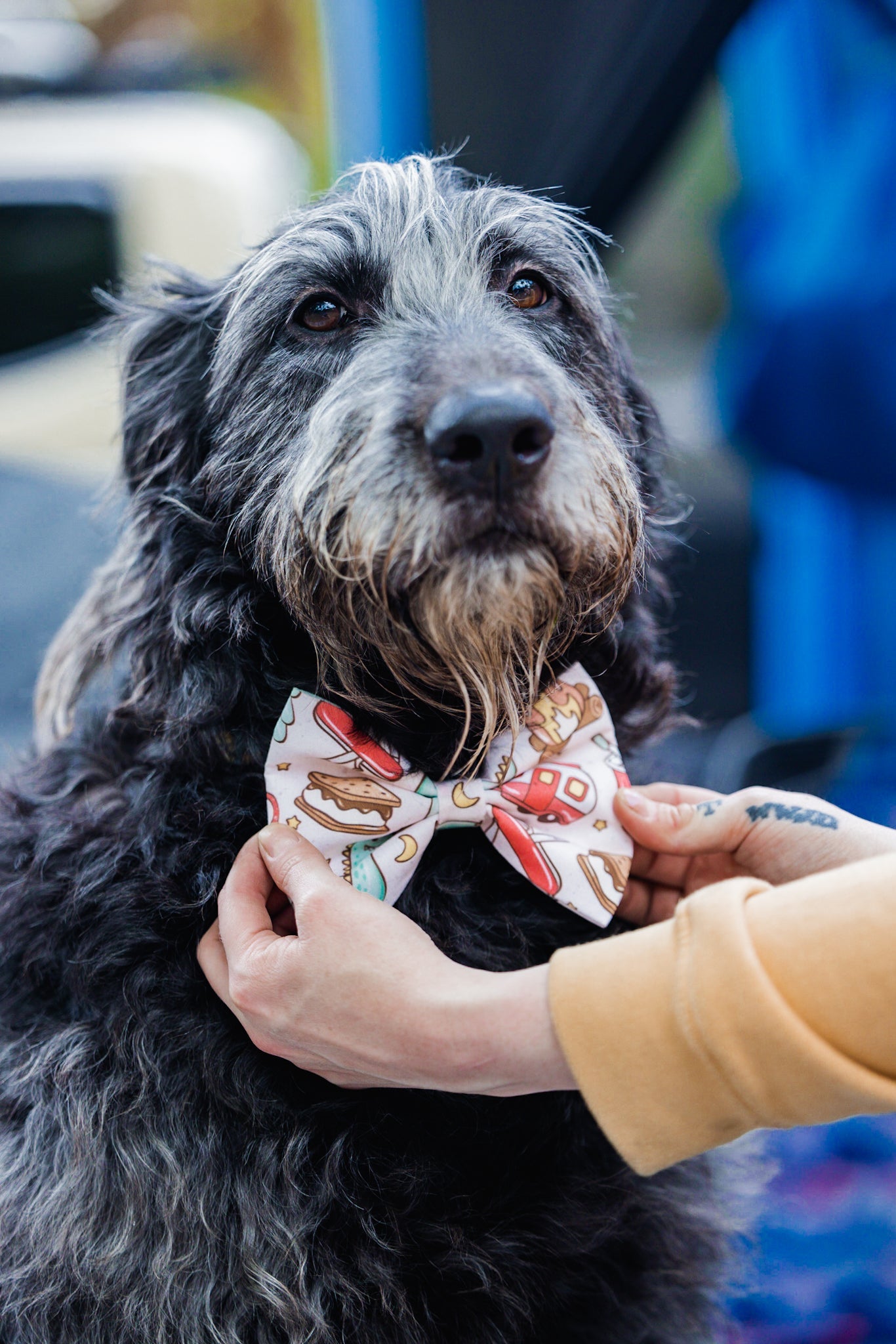 By The Fire Pet Bow Tie - Modern Companion