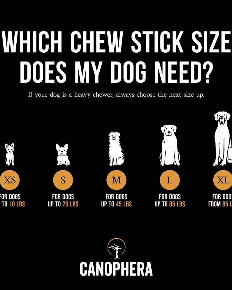 Coffee Wood Chew - Modern Companion