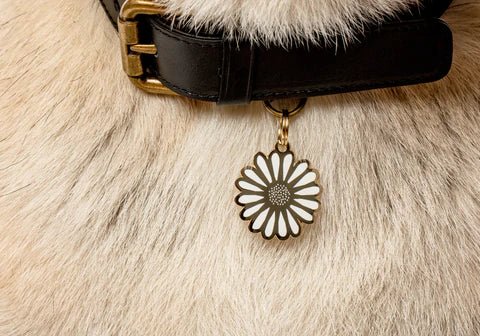 Daisy Pet ID Tag - Modern Companion